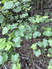 Vitis monticola