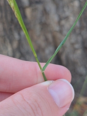Ehrharta erecta