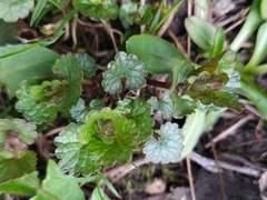 Glechoma hederacea