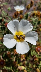 Chasmatopterus villosulus