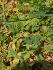 Medicago polymorpha