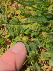 Medicago polymorpha
