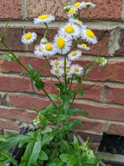Erigeron philadelphicus