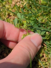 Medicago polymorpha