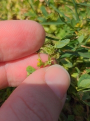 Medicago polymorpha