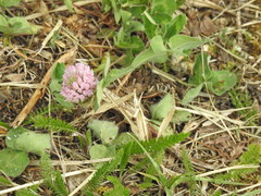 Trifolium pratense