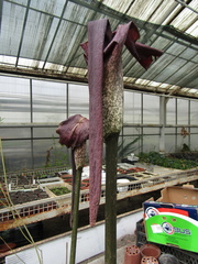 Amorphophallus konjac