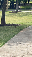 Turdus migratorius