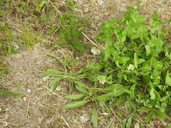 Plantago lanceolata