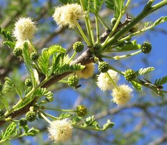 Vachellia robusta clavigera
