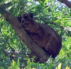 Vachellia robusta clavigera