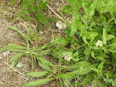 Plantago lanceolata