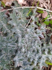 Cirsium vulgare