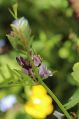 Eucera nigrescens