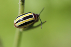 Kuschelina floridana