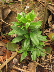 Fuchsia venusta
