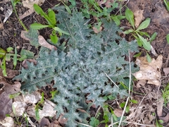 Cirsium vulgare