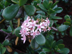 Crassula obovata