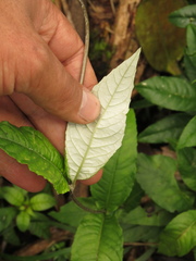 Oligactis sessiliflora