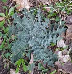 Cirsium vulgare