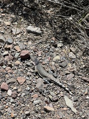 Callisaurus draconoides myurus