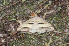 Chiasmia subcurvaria