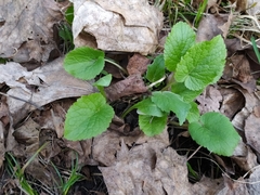 Campanula latifolia