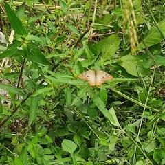 Anartia jatrophae