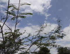 Senegalia brevispica