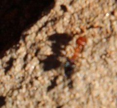 Crematogaster melanogaster