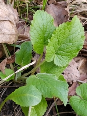 Campanula latifolia