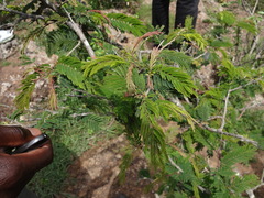 Senegalia brevispica