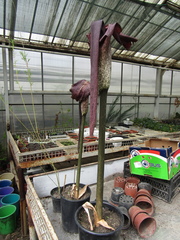 Amorphophallus konjac