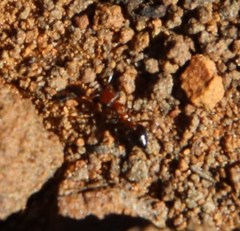Crematogaster melanogaster