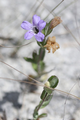 Dyschoriste oblongifolia