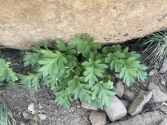 Hydrophyllum alpestre