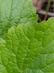 Campanula latifolia
