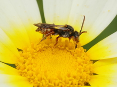 Nomada