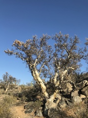 Pachycormus discolor