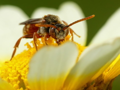 Nomada