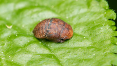 Penthimia nigra