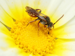 Nomada