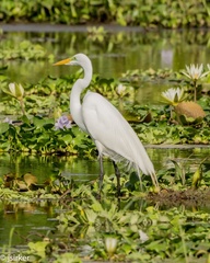 Ardea alba