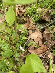 Enchoria lacteata