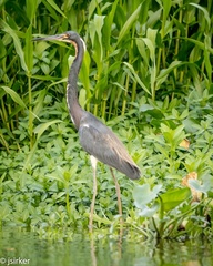 Egretta tricolor