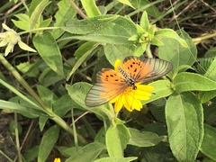Nymphalidae