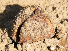 Prosopanche americana