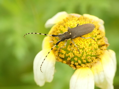 Agapanthia annularis