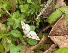 Enchoria lacteata