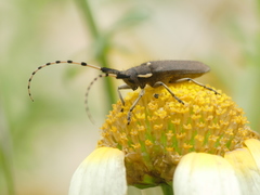 Agapanthia annularis